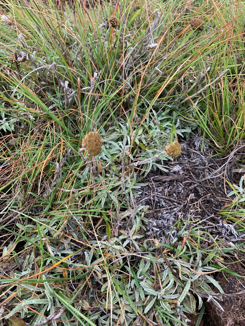 Helichrysum albirosulatum photo 3