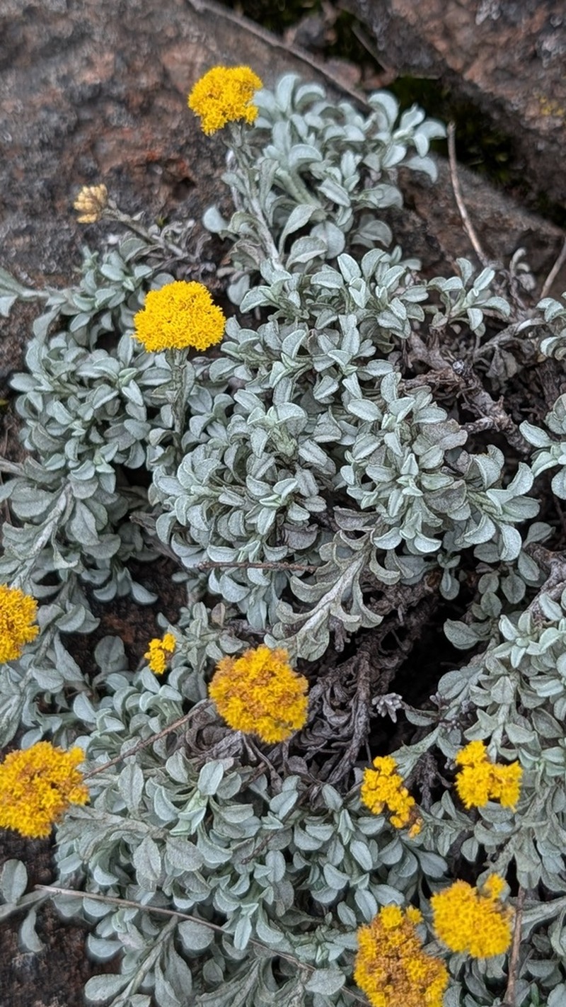 Helichrysum albirosulatum photo 4