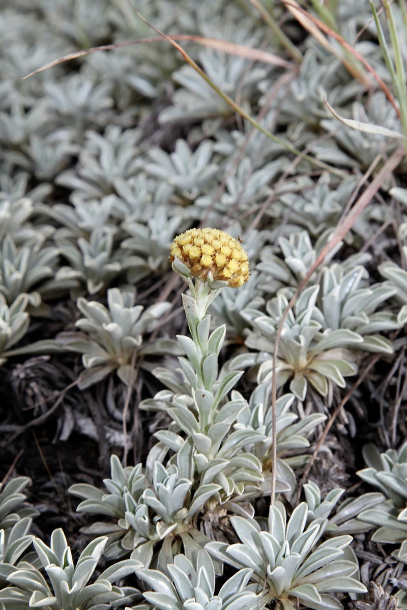 Helichrysum albirosulatum photo 5