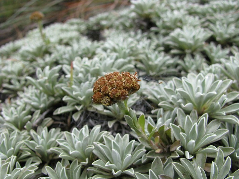 Helichrysum albirosulatum photo 6