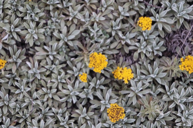 Helichrysum albirosulatum photo 7