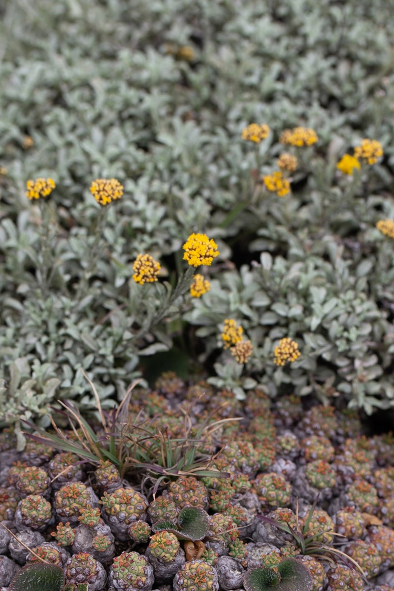 Helichrysum albirosulatum photo 8