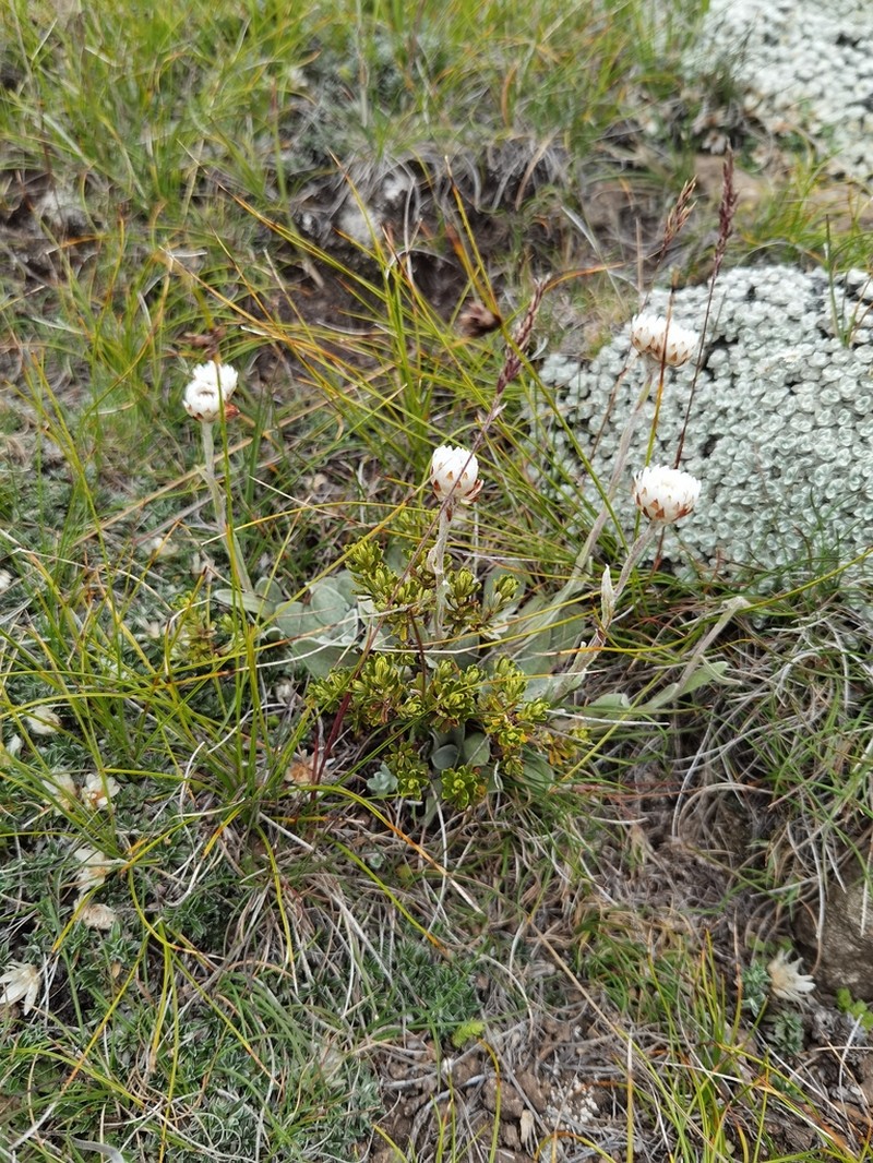 Helichrysum albobrunneum