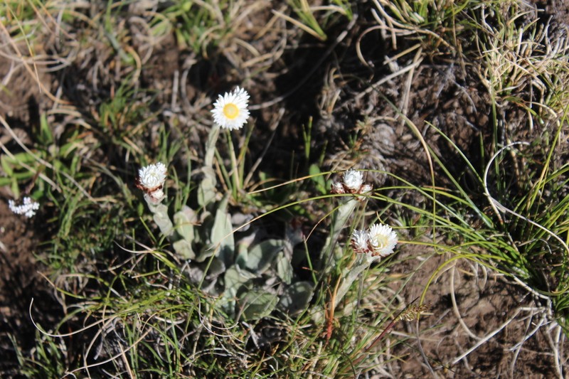 Helichrysum albobrunneum photo 2