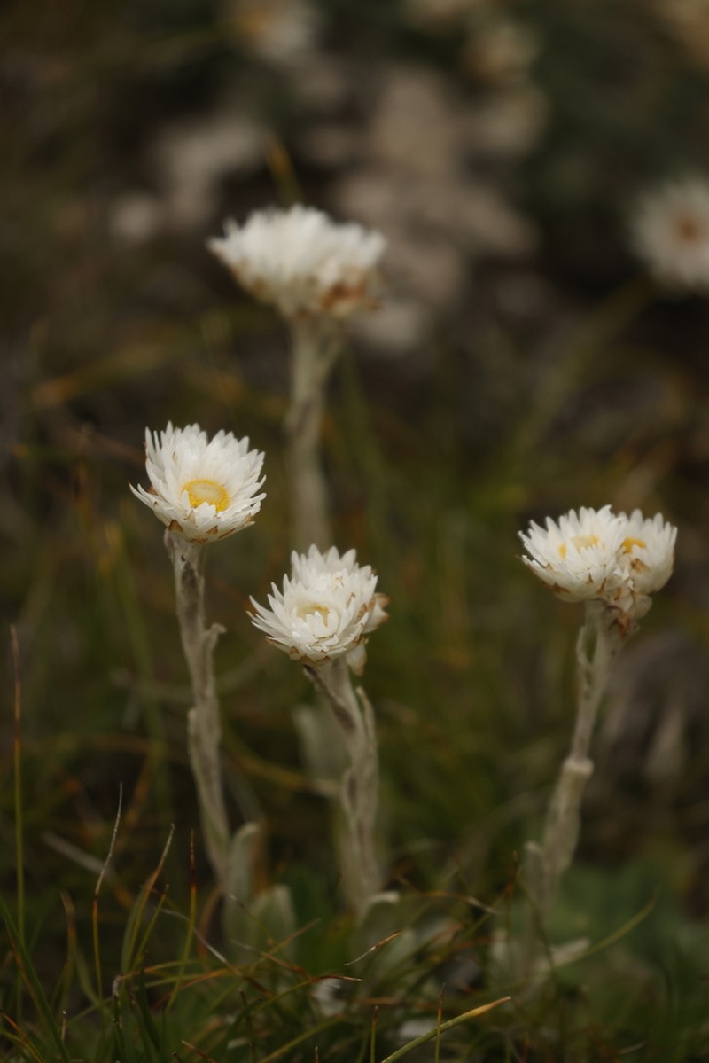 Helichrysum albobrunneum photo 3