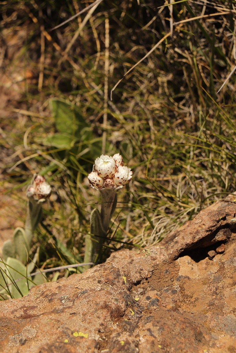 Helichrysum albobrunneum photo 4