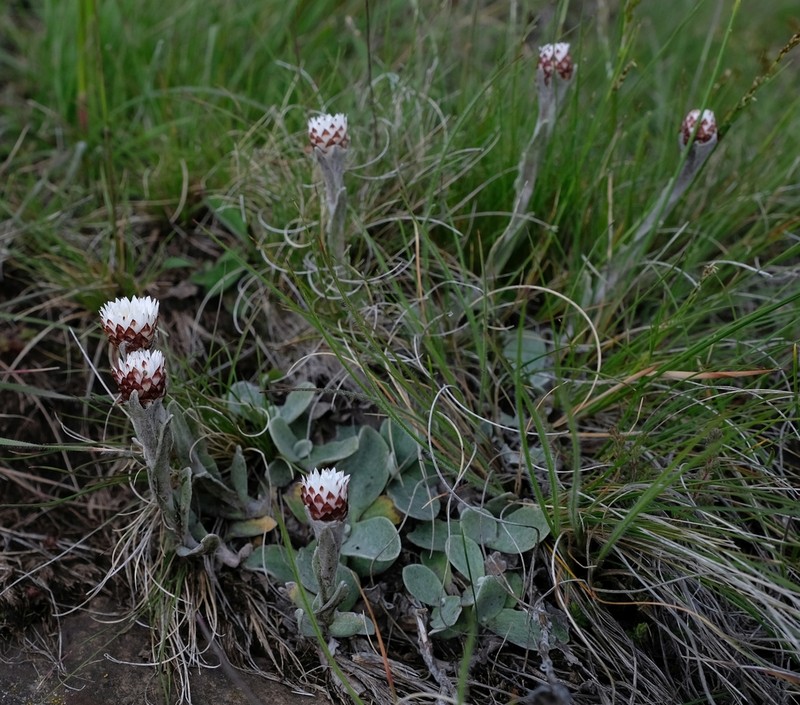 Helichrysum albobrunneum photo 5