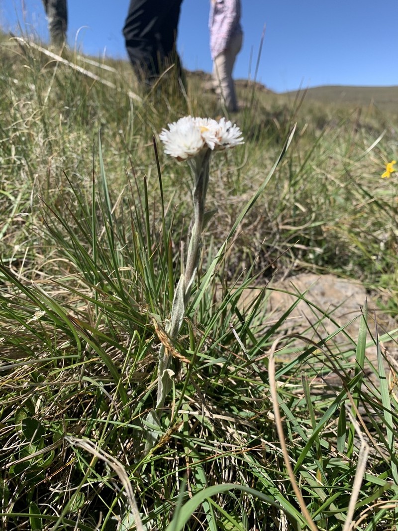 Helichrysum albobrunneum photo 6