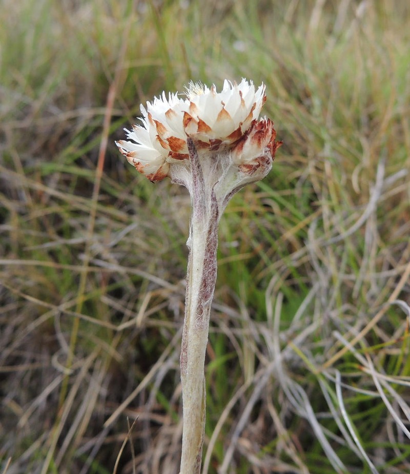 Helichrysum albobrunneum photo 7