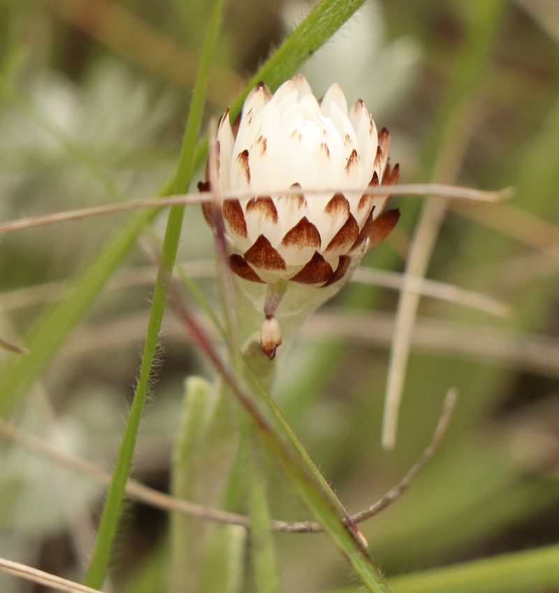Helichrysum albobrunneum photo 8