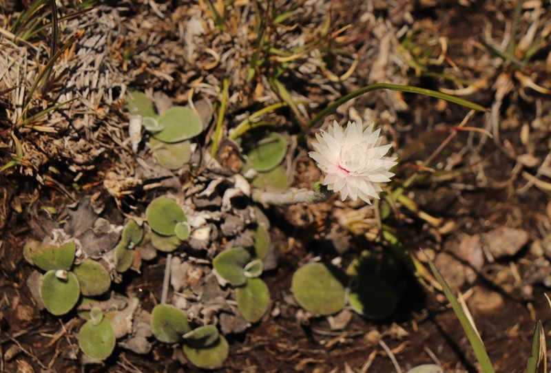 Helichrysum album photo 7