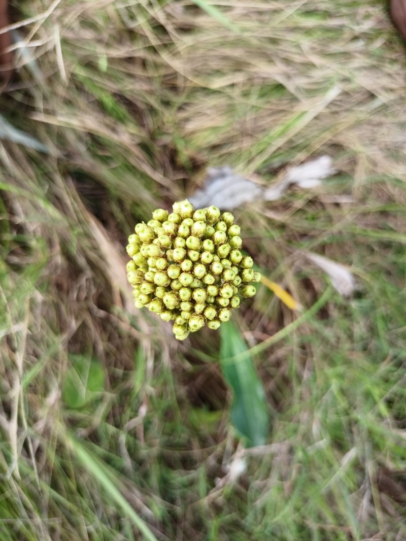 Helichrysum allioides
