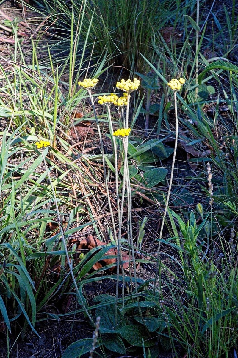Helichrysum allioides photo 2