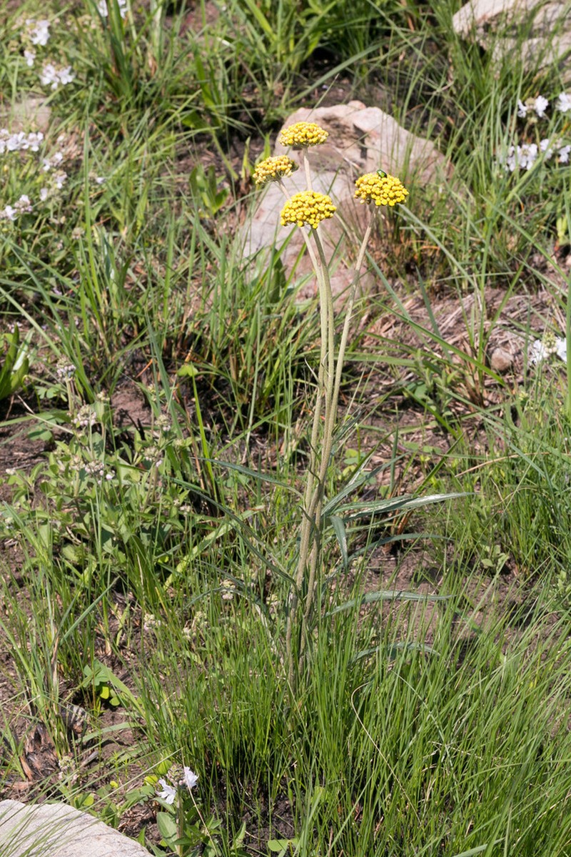 Helichrysum allioides photo 3
