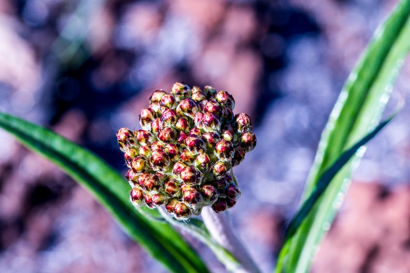 Helichrysum allioides photo 4
