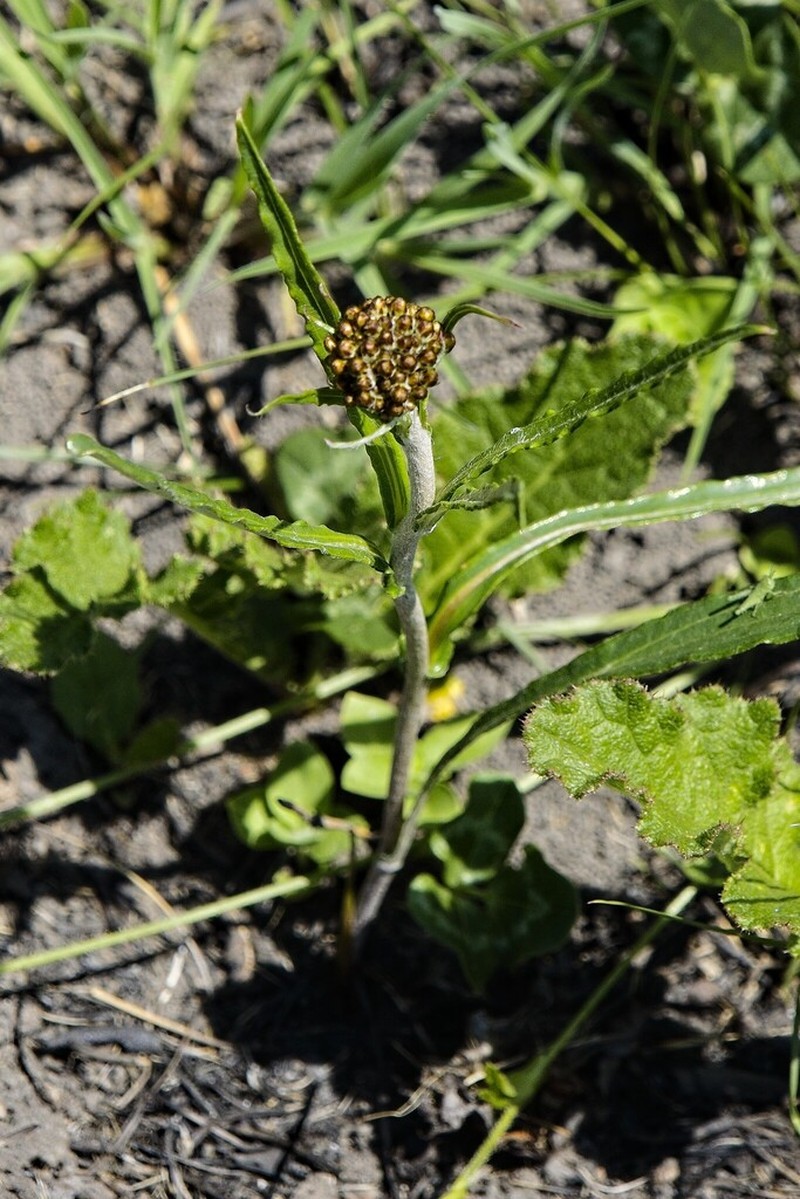 Helichrysum allioides photo 5
