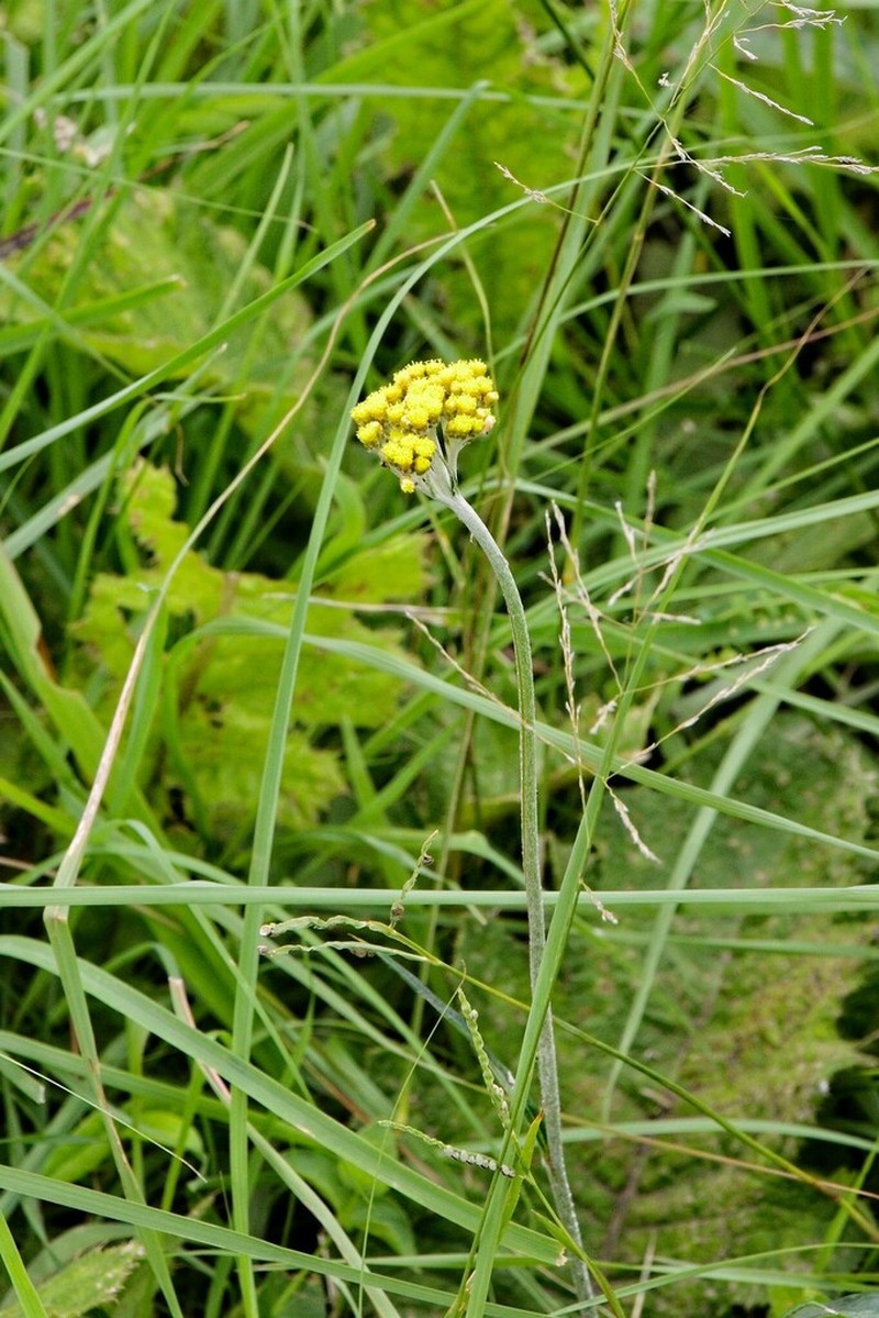 Helichrysum allioides photo 6