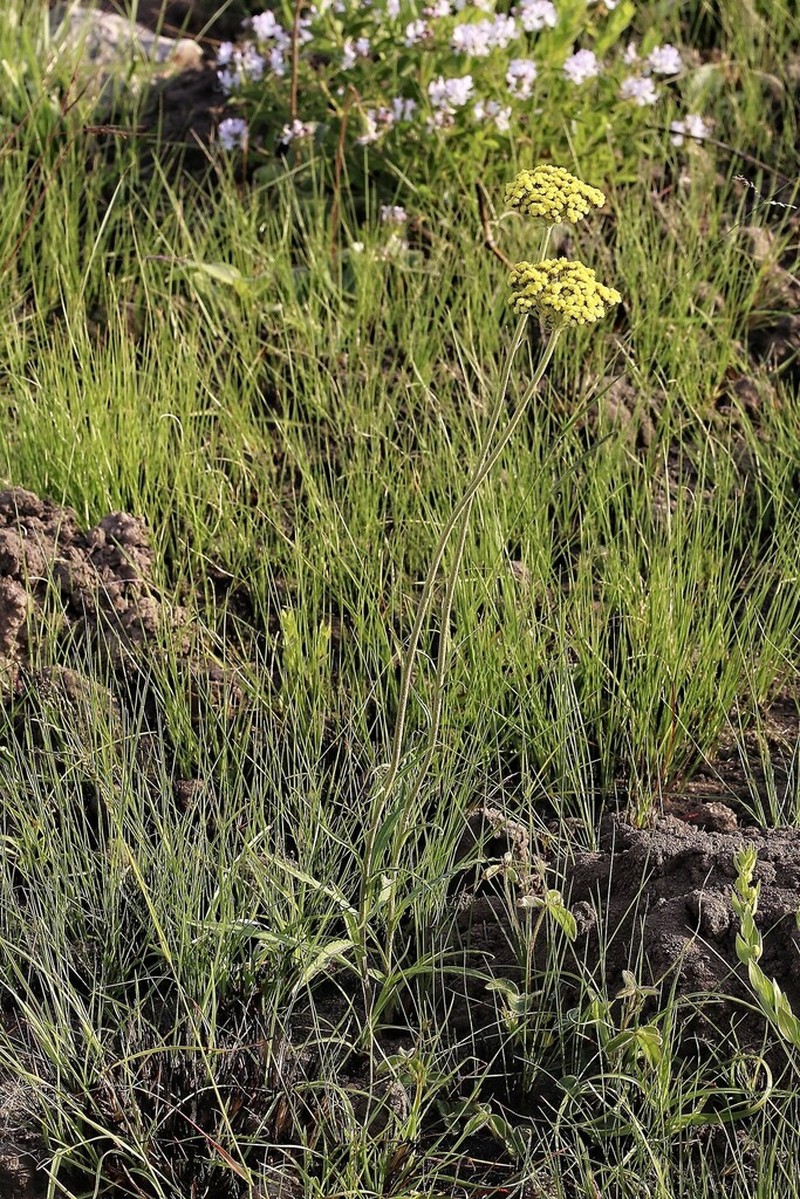 Helichrysum allioides photo 7