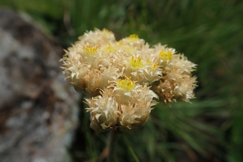 Helichrysum allioides photo 8