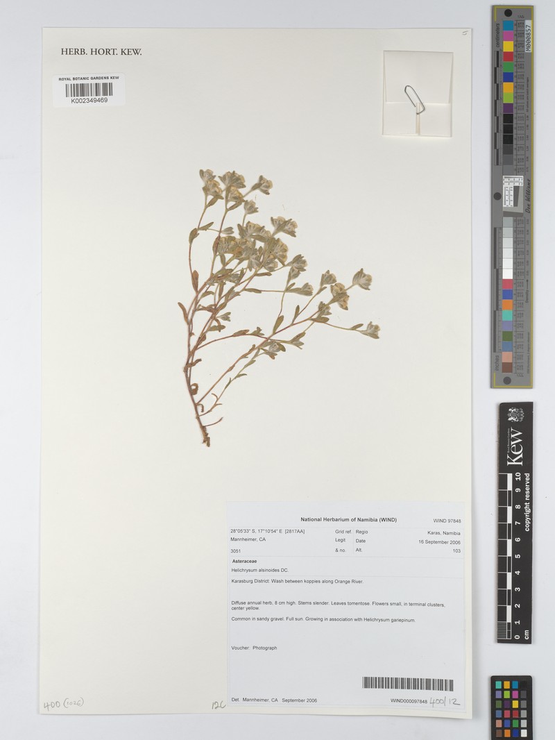 Helichrysum alsinoides