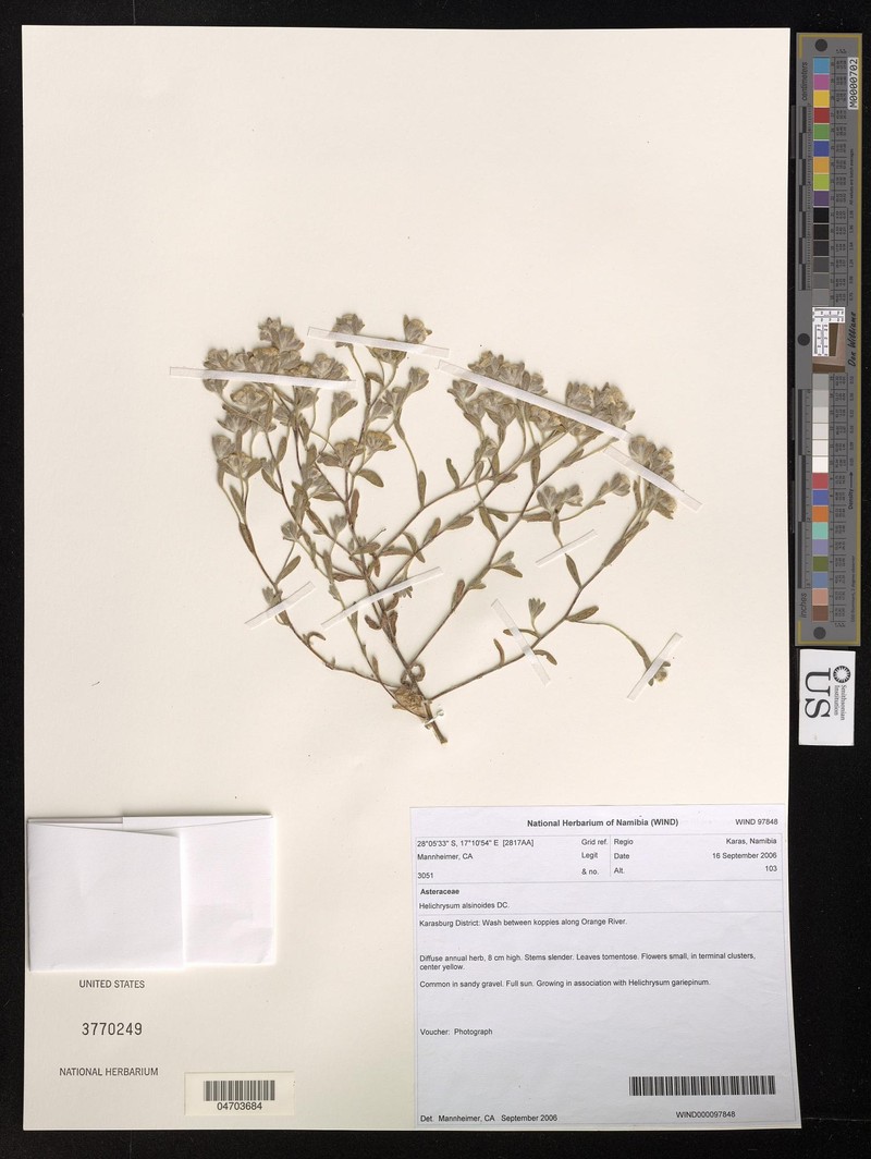 Helichrysum alsinoides photo 2