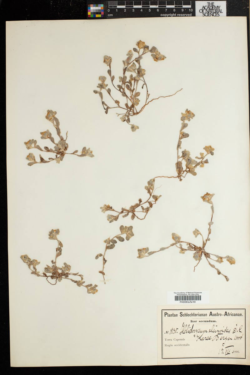 Helichrysum alsinoides photo 3