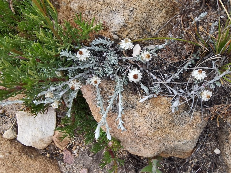 Helichrysum altigenum
