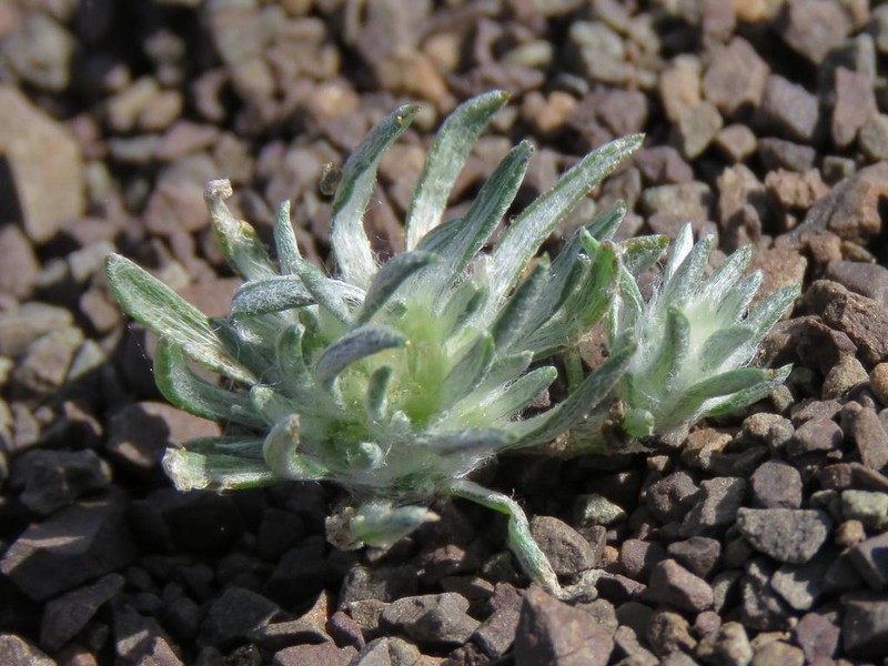 Helichrysum altigenum photo 2