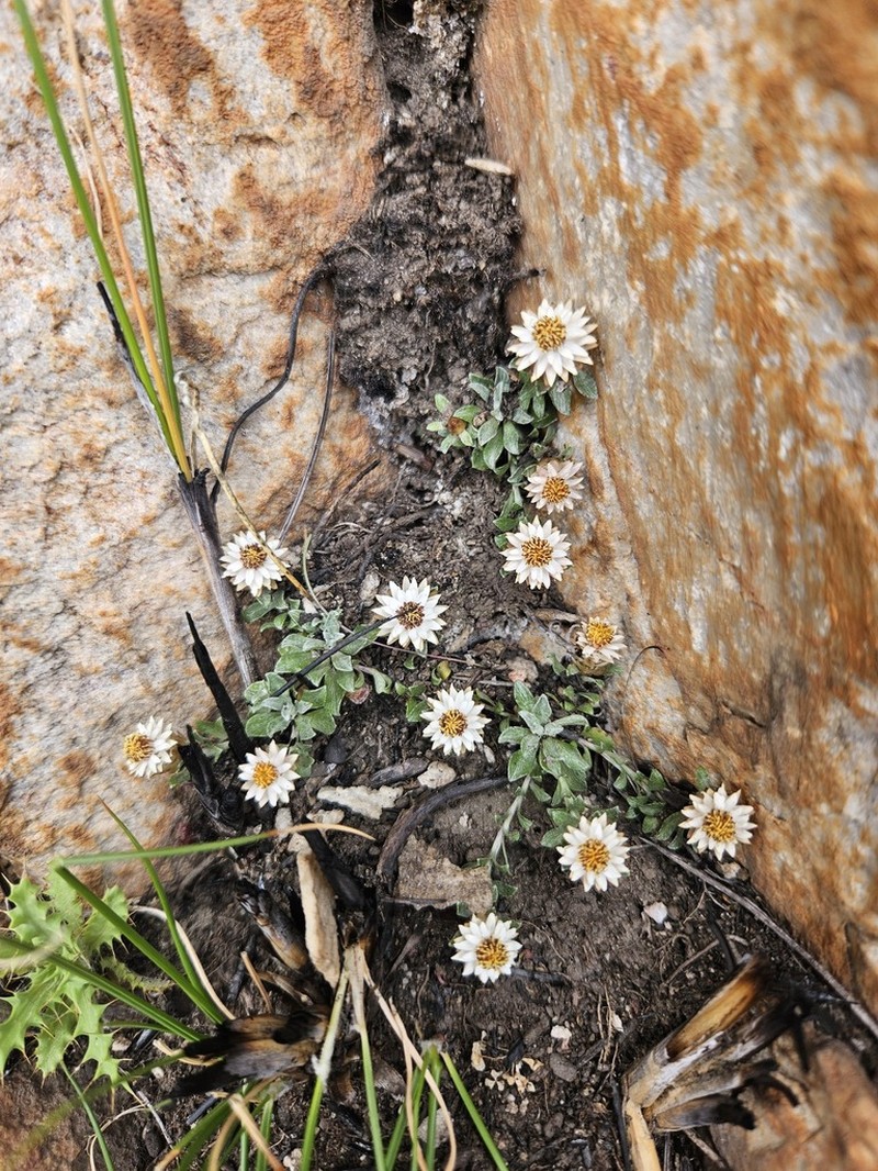 Helichrysum altigenum photo 3