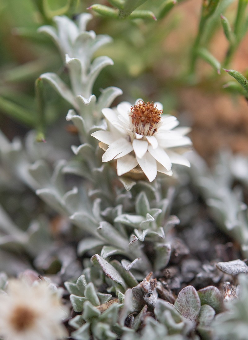 Helichrysum altigenum photo 4