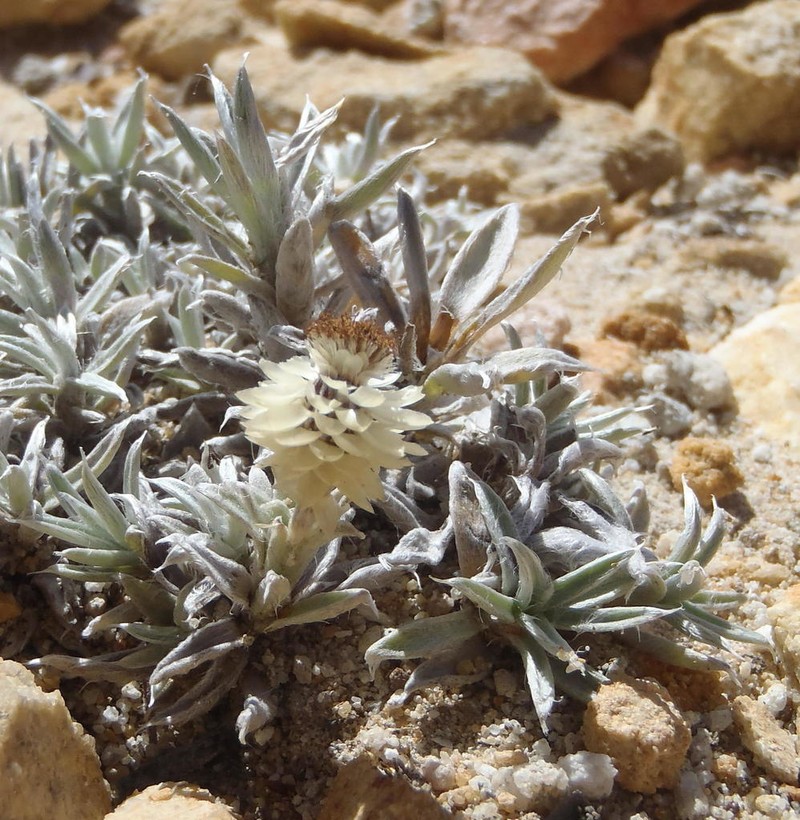 Helichrysum altigenum photo 5
