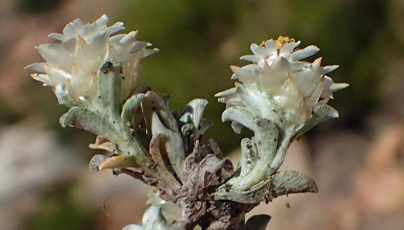 Helichrysum altigenum photo 6