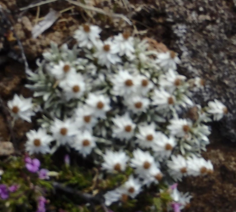 Helichrysum altigenum photo 7