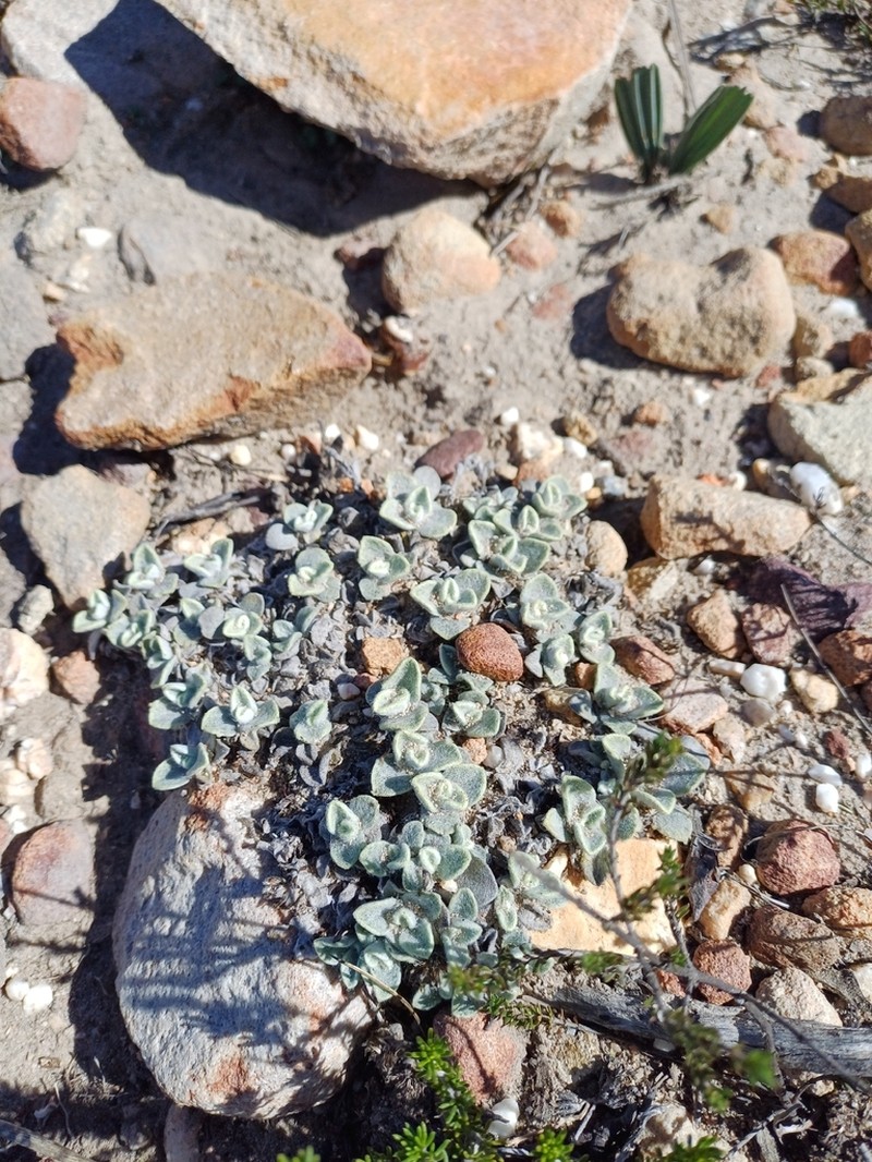 Helichrysum altigenum photo 8
