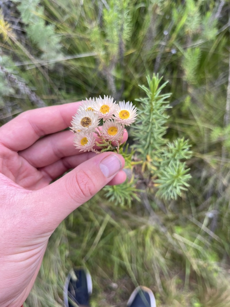Helichrysum amblyphyllum