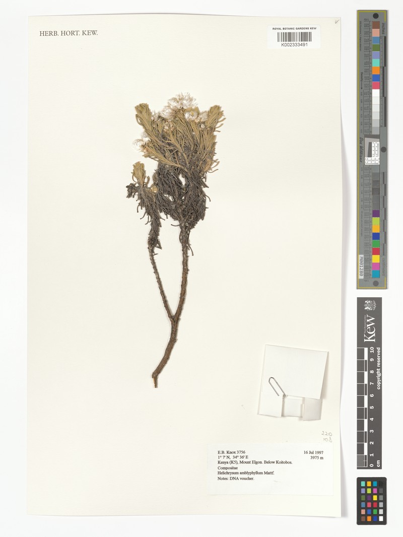 Helichrysum amblyphyllum photo 2