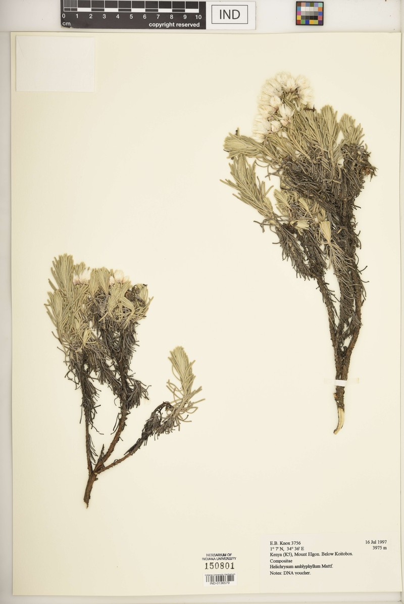 Helichrysum amblyphyllum photo 3