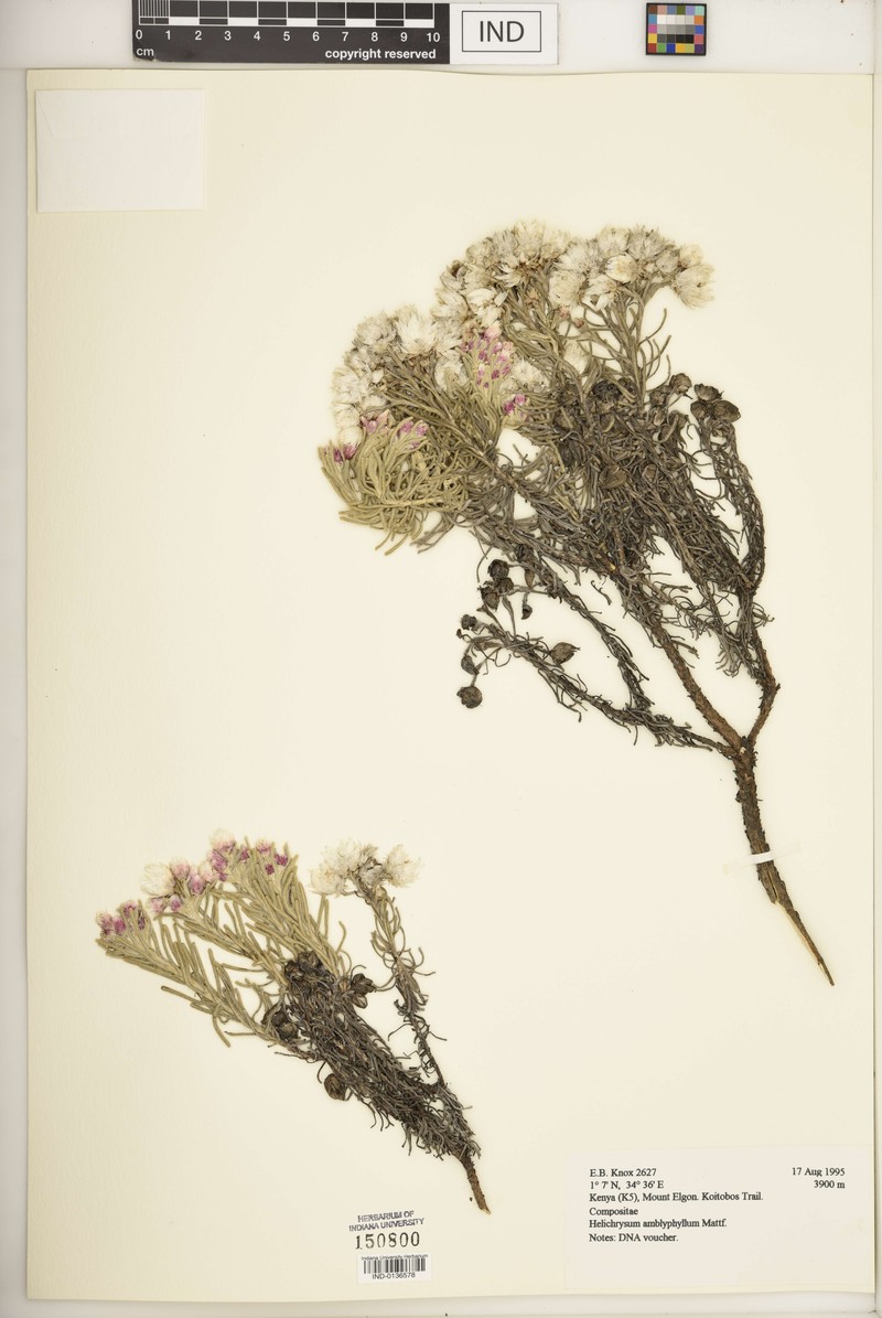 Helichrysum amblyphyllum photo 4