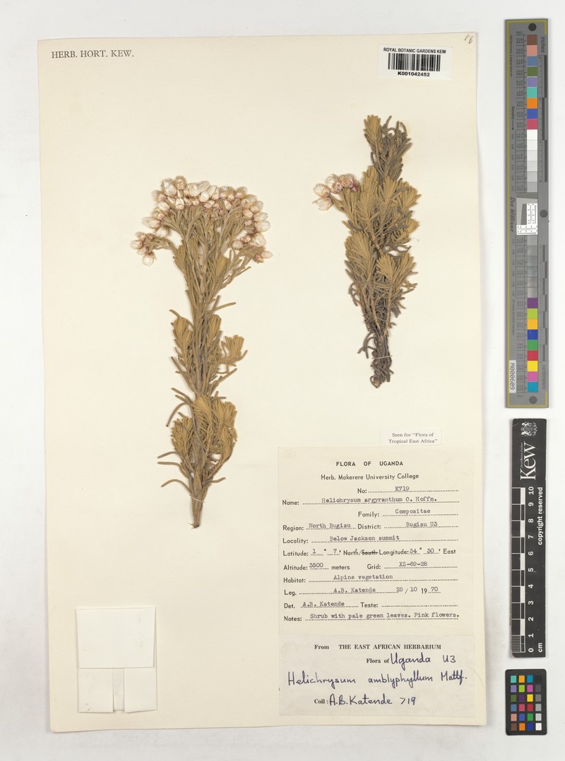 Helichrysum amblyphyllum photo 5