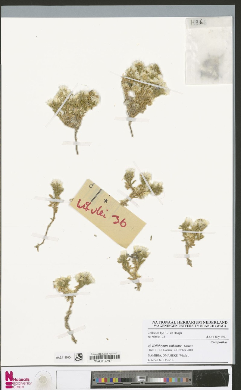 Helichrysum amboense