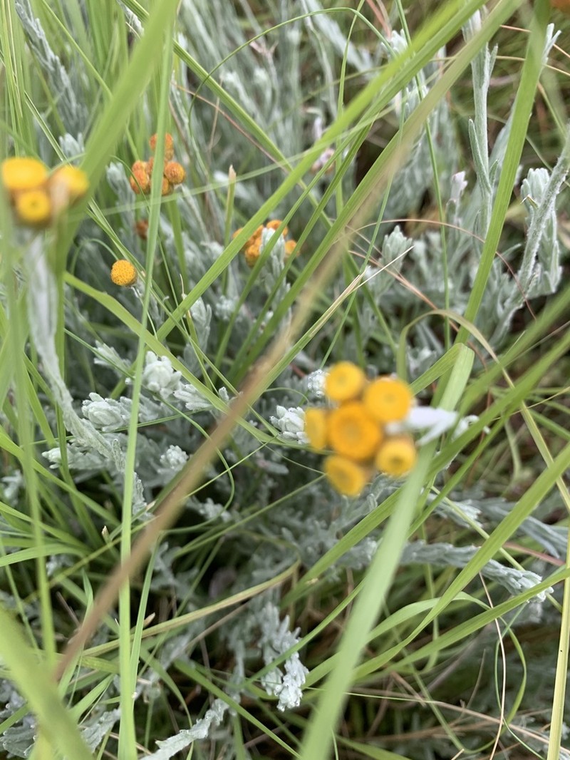 Helichrysum ammitophilum photo 2
