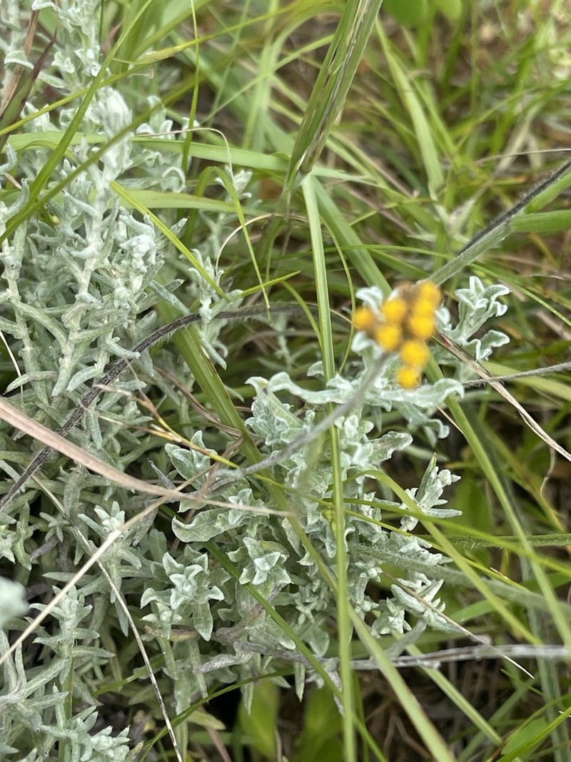 Helichrysum ammitophilum photo 3