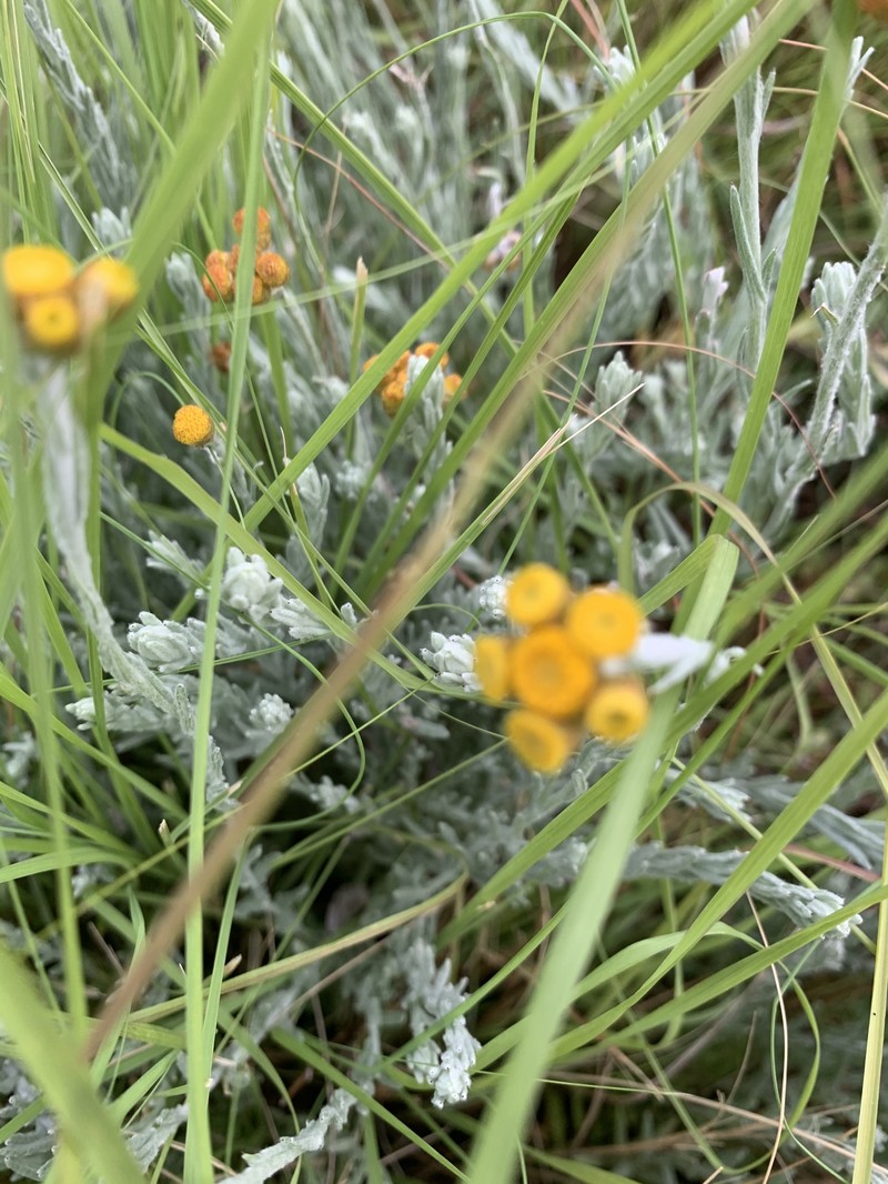 Helichrysum ammitophilum photo 5