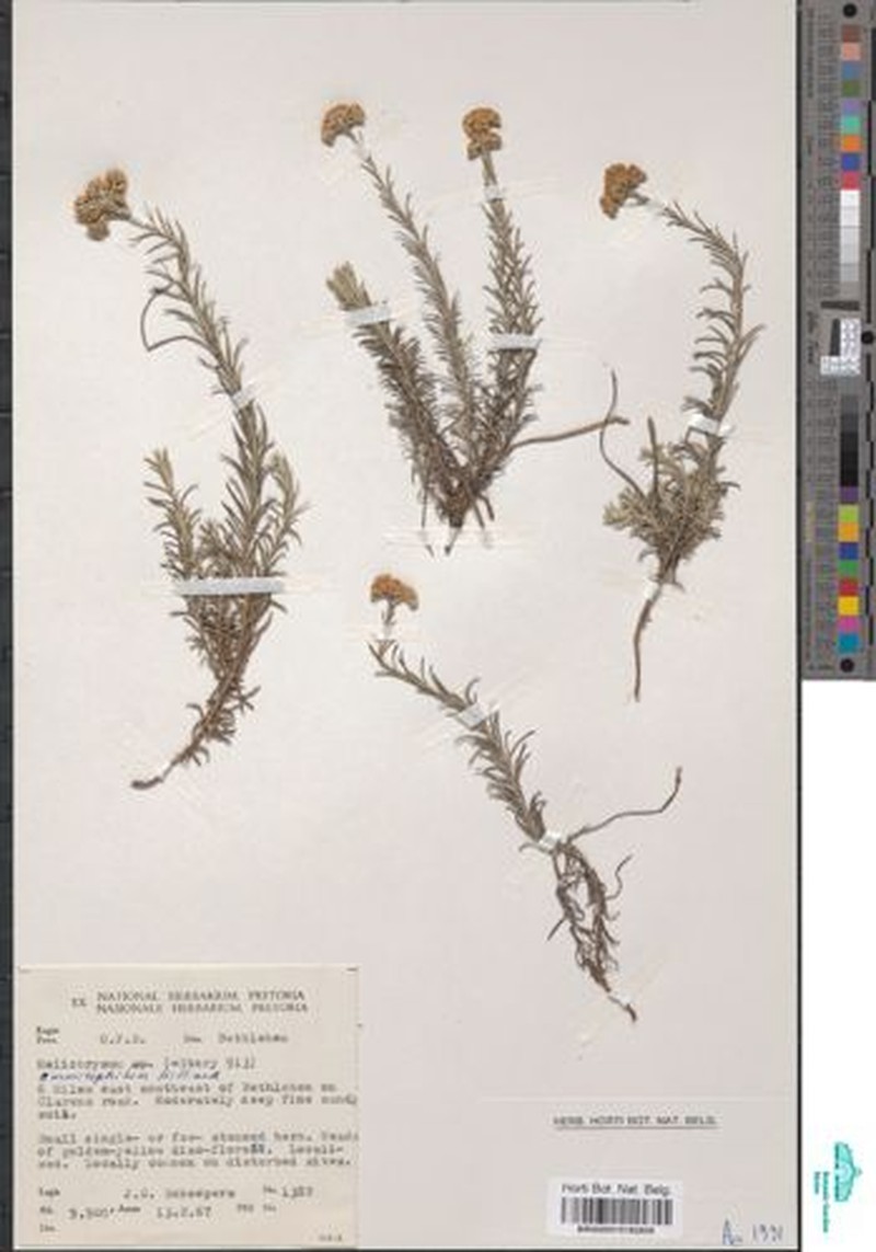 Helichrysum ammitophilum photo 6