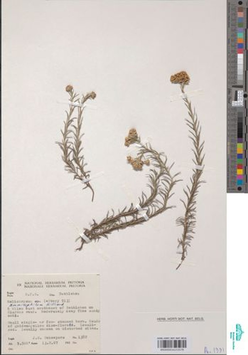 Helichrysum ammitophilum photo 7
