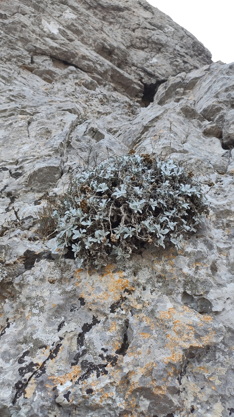 Helichrysum amorginum photo 2