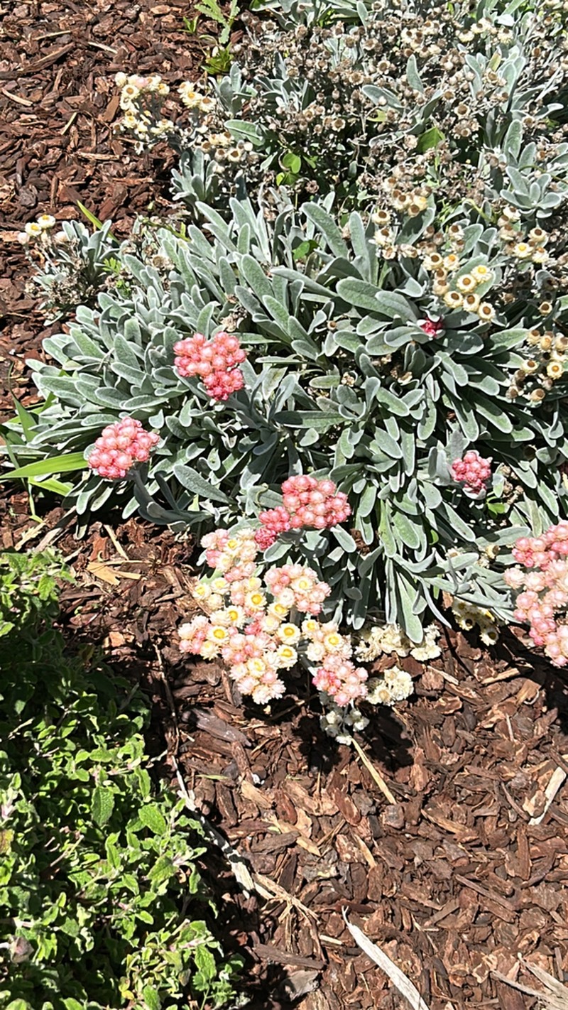 Helichrysum amorginum photo 3