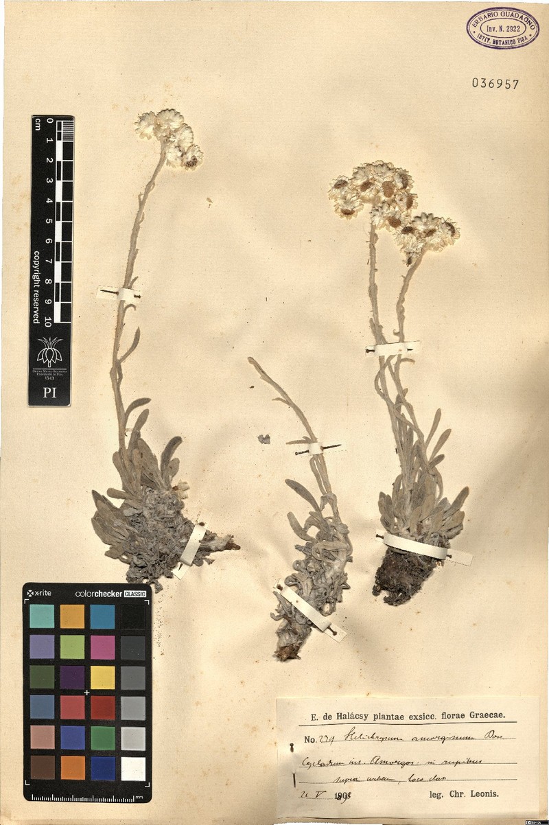 Helichrysum amorginum photo 4
