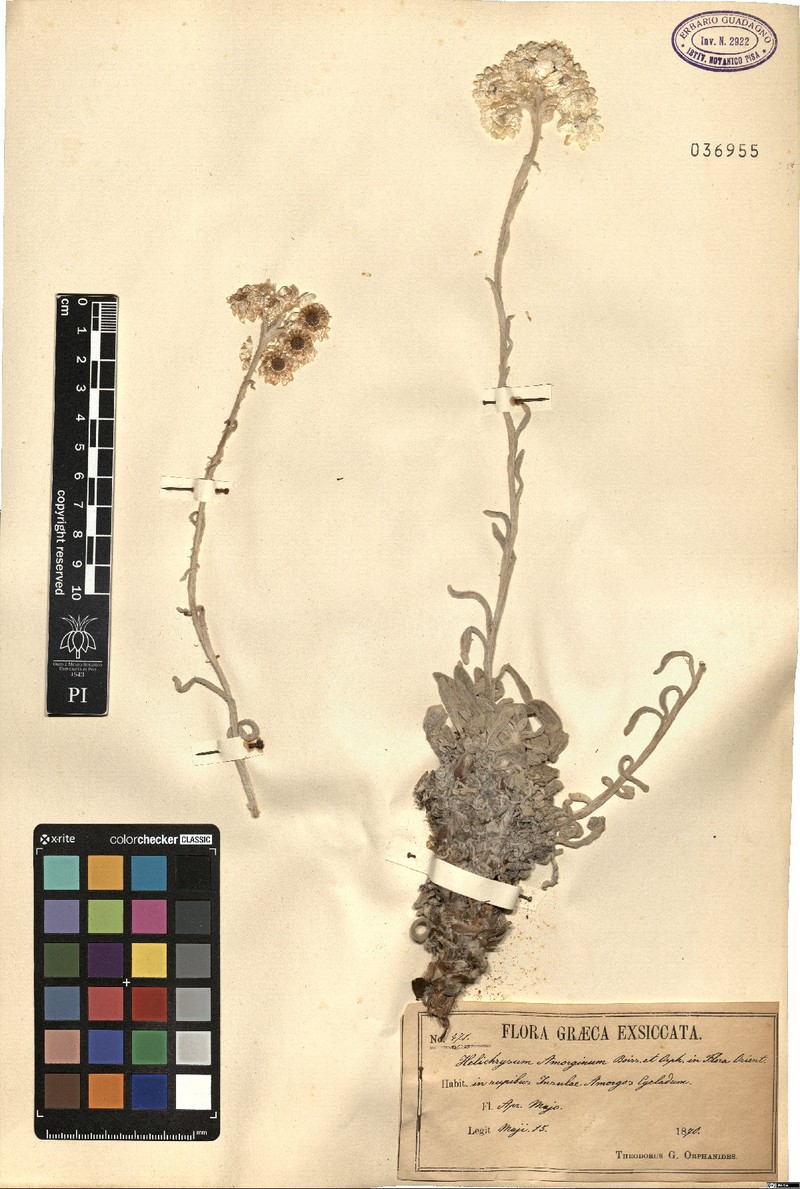 Helichrysum amorginum photo 5