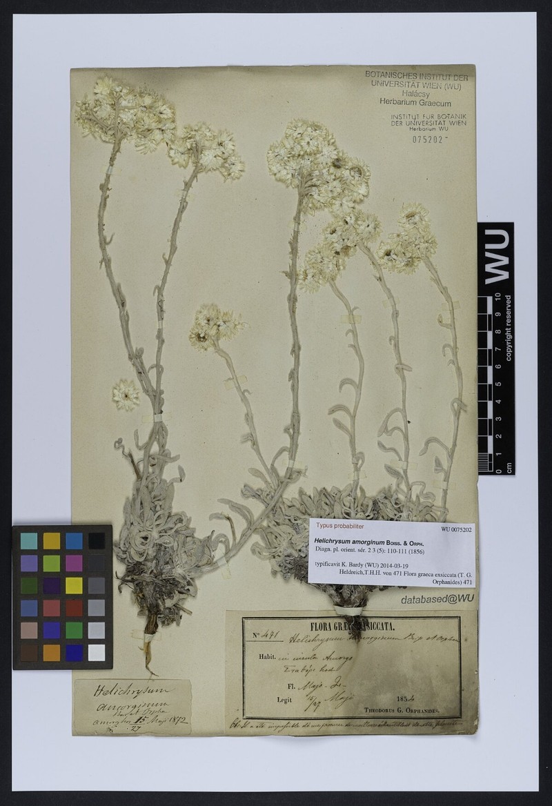 Helichrysum amorginum photo 7